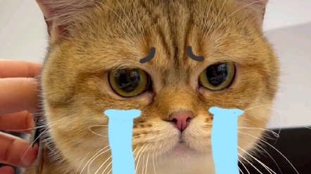 金百万的假哭表情合集