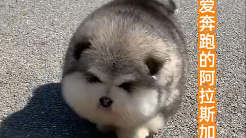 中华田园犬 一月未见小黄狗 美人狗胖成了球 狠狠撸一把 哔哩哔哩 Bilibili 中华田园犬 一月未见小黄狗 美人狗胖成了球 狠狠撸一把 哔哩哔哩 Bilibili