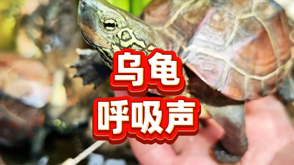 乌龟为什么会发出声音