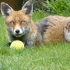狐狸白天玩球