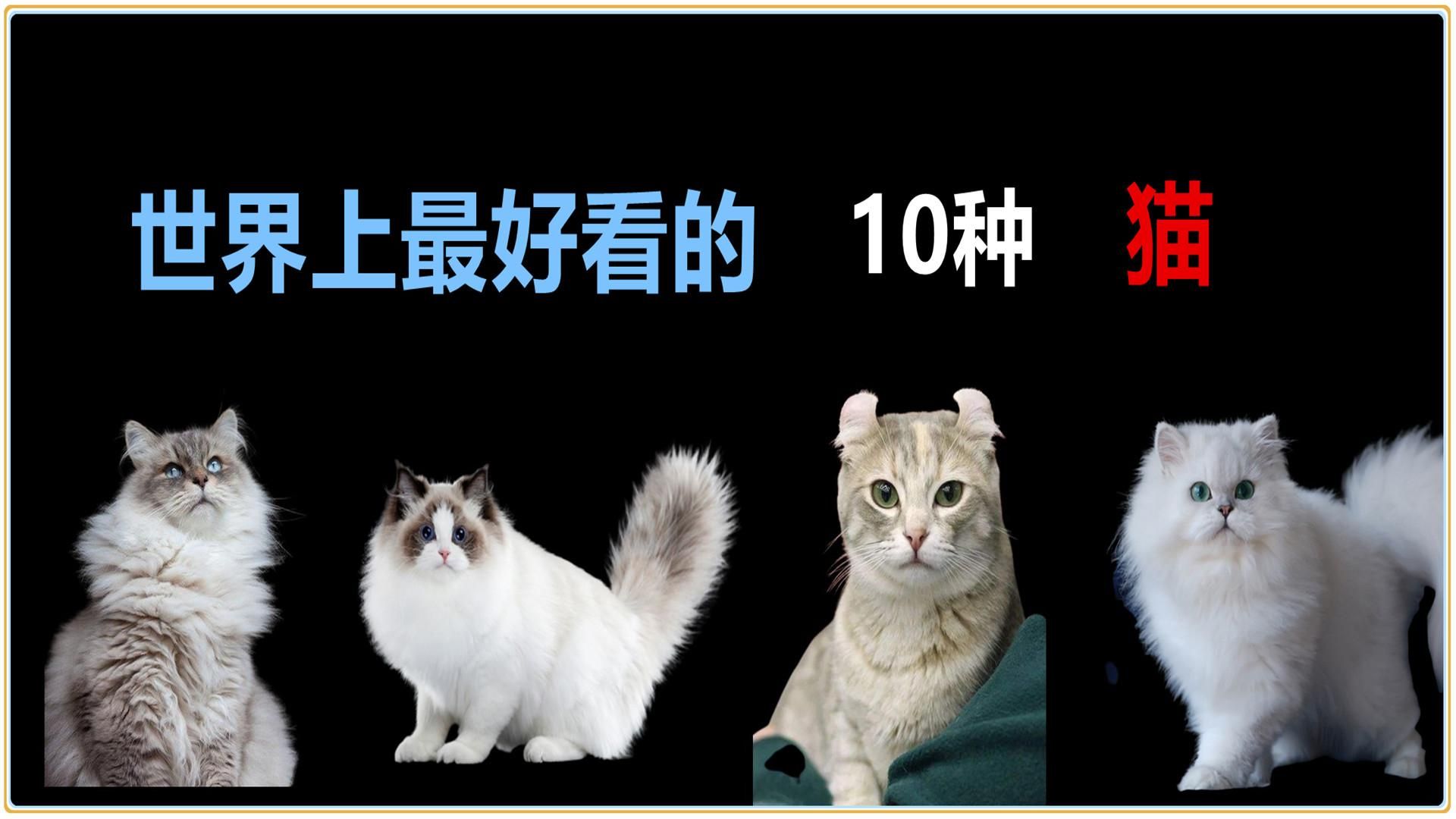 最好看的10种猫,有气质高雅的俄罗斯国猫,和软绵绵的布偶,小伙伴们喜欢什么猫呢哔哩哔哩bilibili