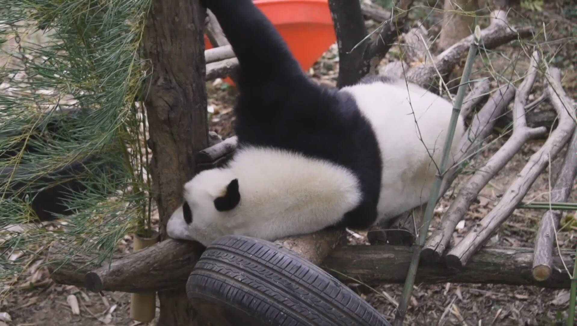 [图]【大熊猫和和】20191022，沙发一躺过半天，没接工程不得劲