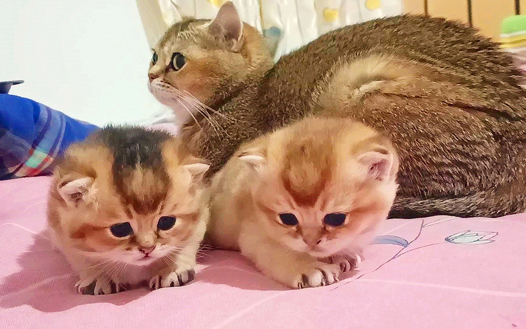 猫妈两胎生仨宝,独苗猫姐打架超级猛,龙凤胎猫宝:我们要萌翻你哔哩哔哩bilibili