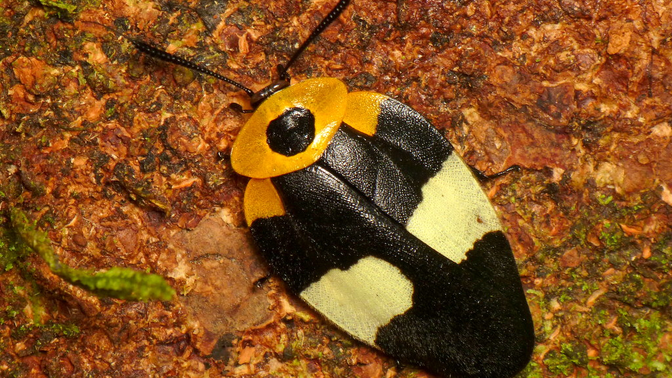 蟑螂之——姬蜚蠊科