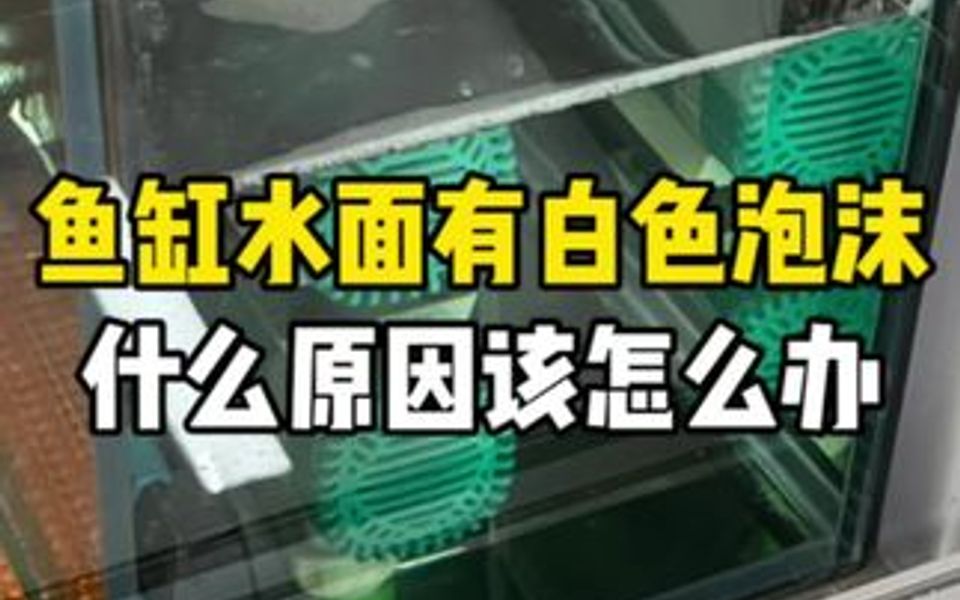 鱼缸水面有白色不破的泡沫是为什么?该如何处理呢…哔哩哔哩bilibili