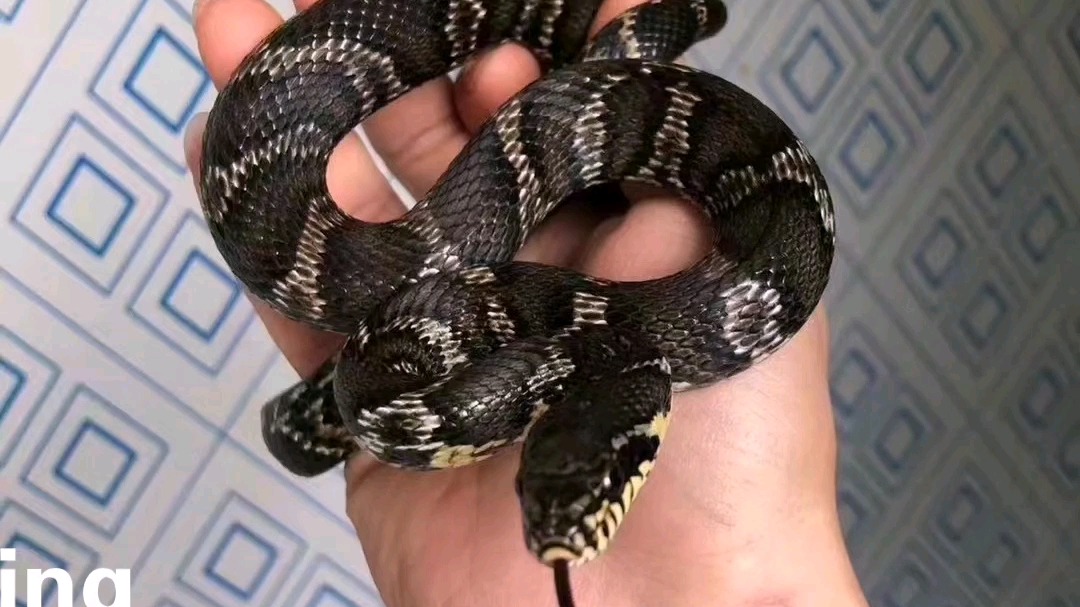 棕黑苗子150亚成160成体288二斤左右性格温顺适合家养有意私聊