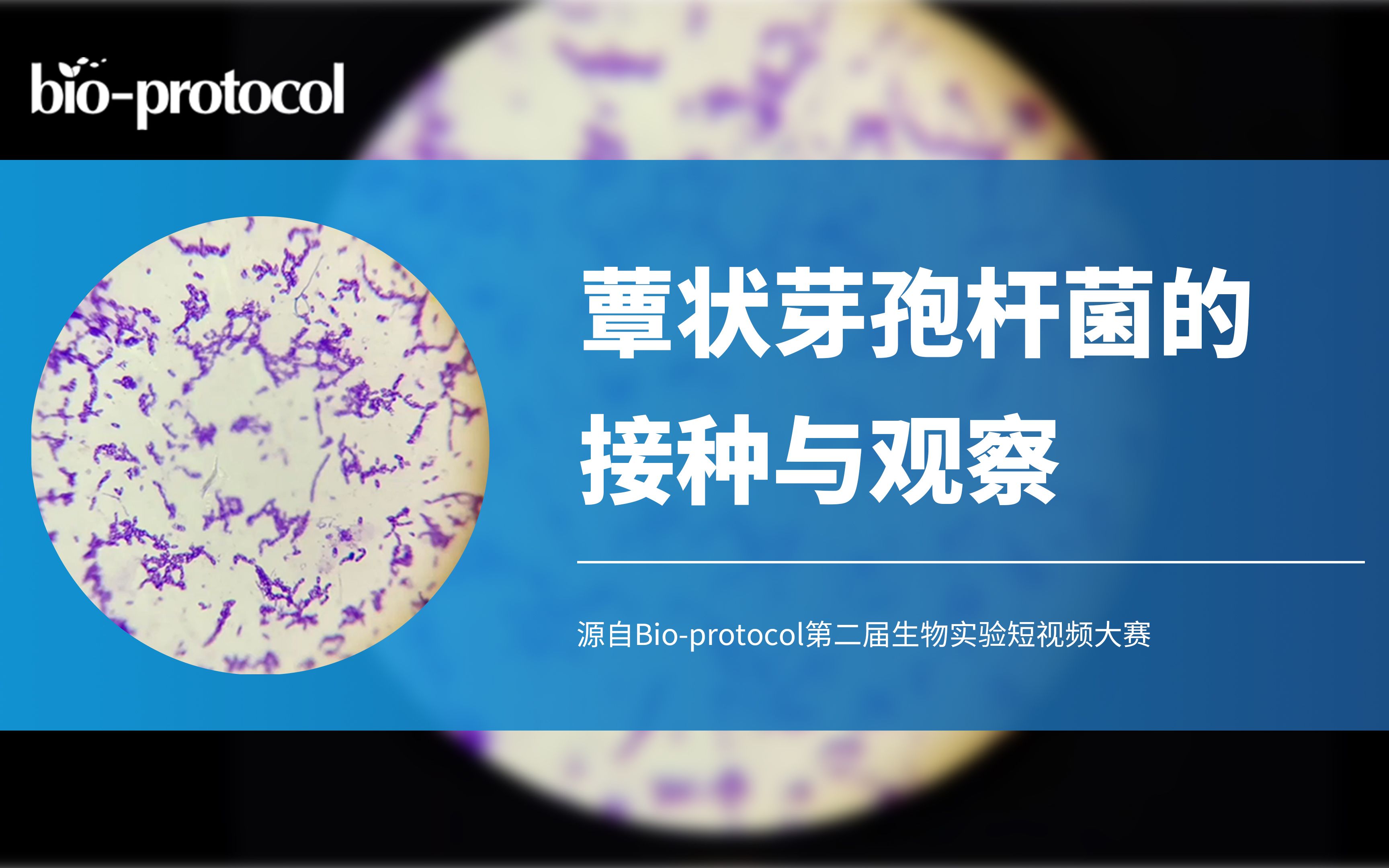 【Bioprotocol】蕈状芽孢杆菌的接种与观察哔哩哔哩bilibili