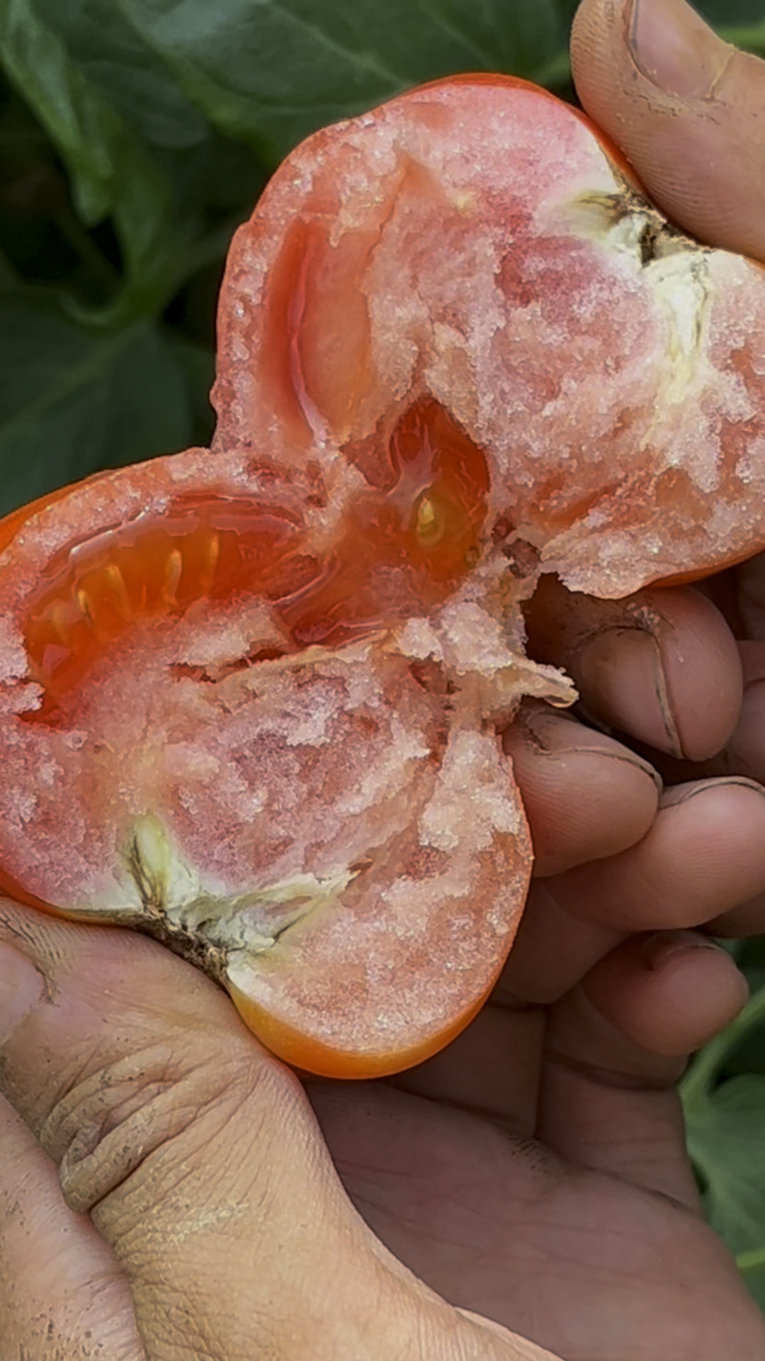 自然成熟的老品种番茄vs新品种番茄