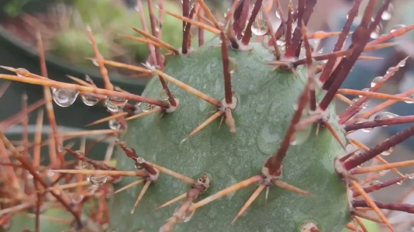 硫磺团扇 Opuntia Sulphurea 仙人掌科仙人掌属多肉植物,又名强刺团扇、魔神团扇.哔哩哔哩bilibili