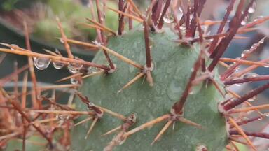 野狐团扇Opuntia pycnantha 仙人掌科仙人掌属多肉植物，野狐仙人掌生长