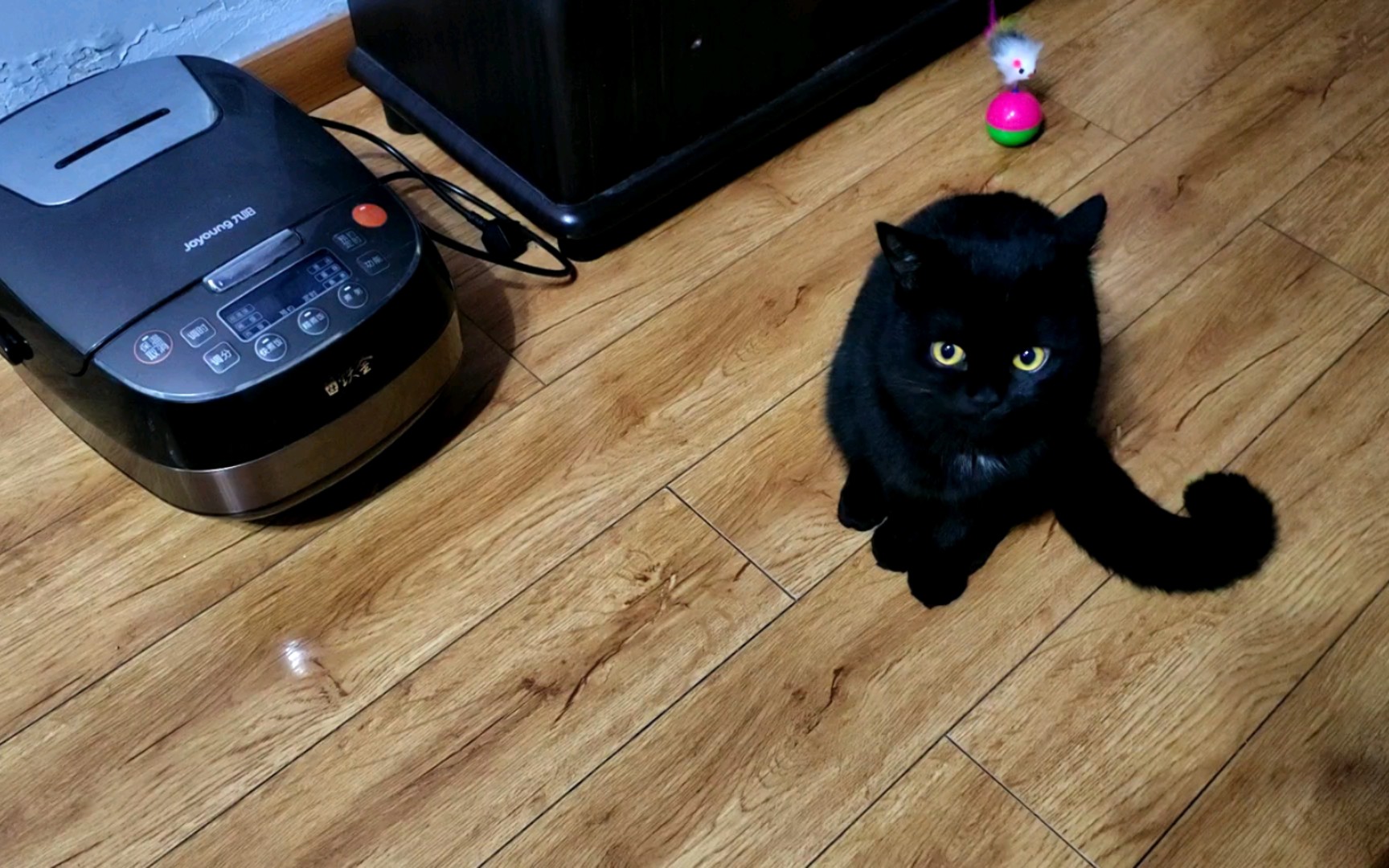 全网求会猫语者翻译一下,它说啥呢呗