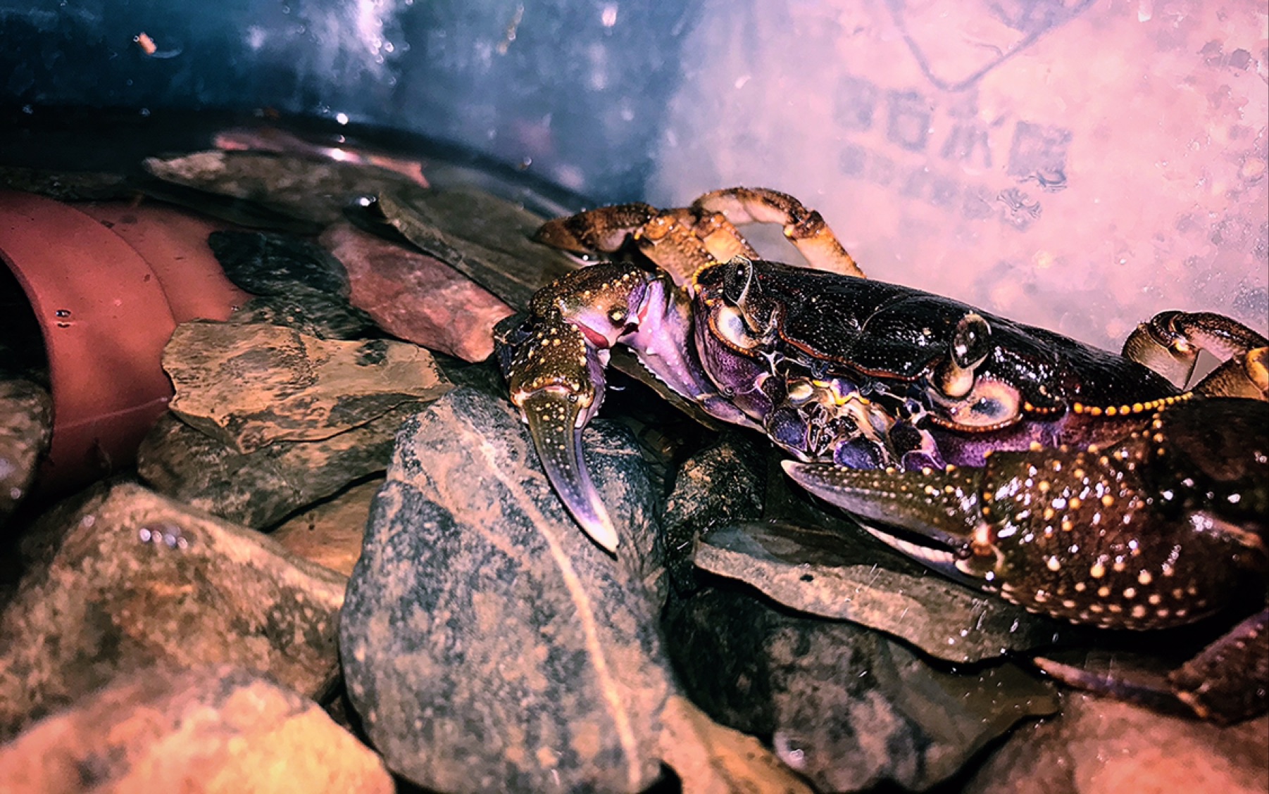 凶猛景洪印支溪蟹捕食无蹼壁虎