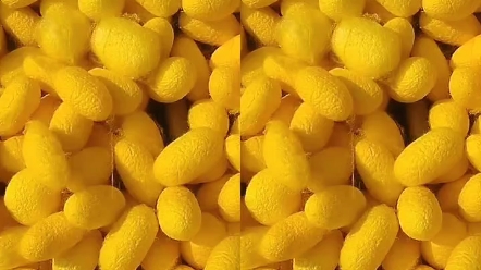 纯天然彩色蚕茧