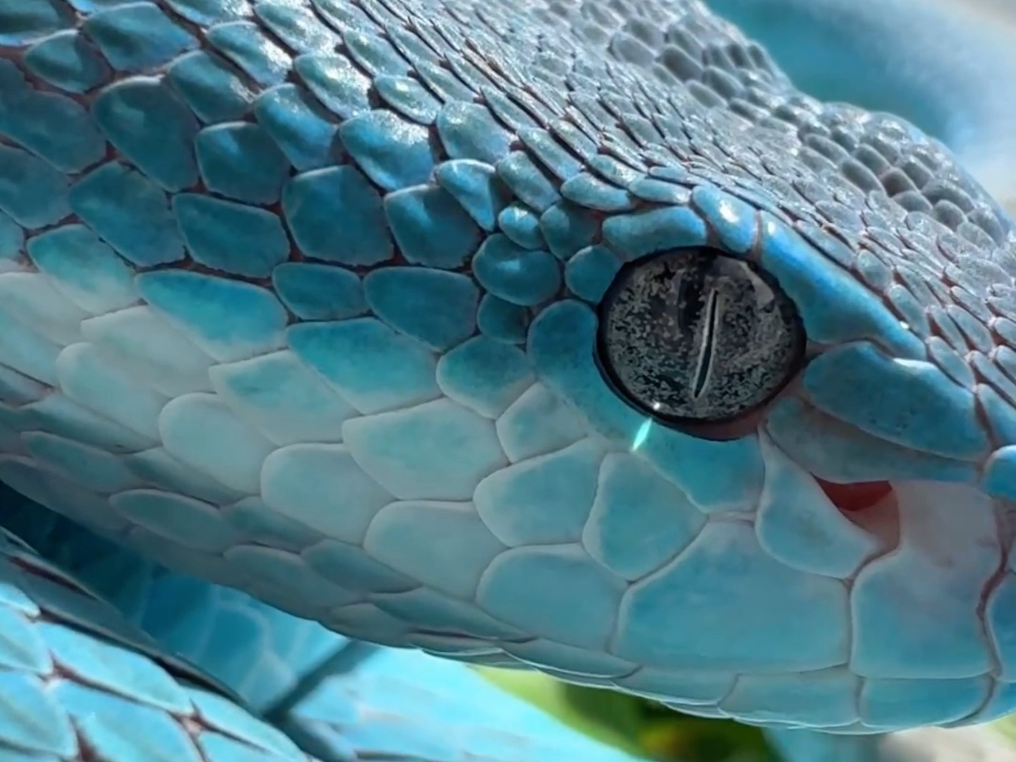 蒂芙尼蓝美人蛇:海岛竹叶青313930343639363032