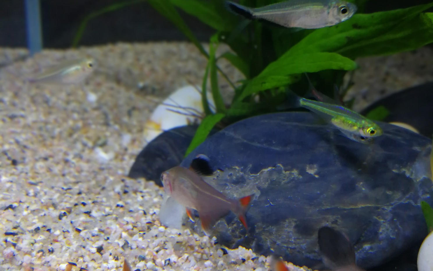 绿晶灯_哔哩哔哩_bilibili