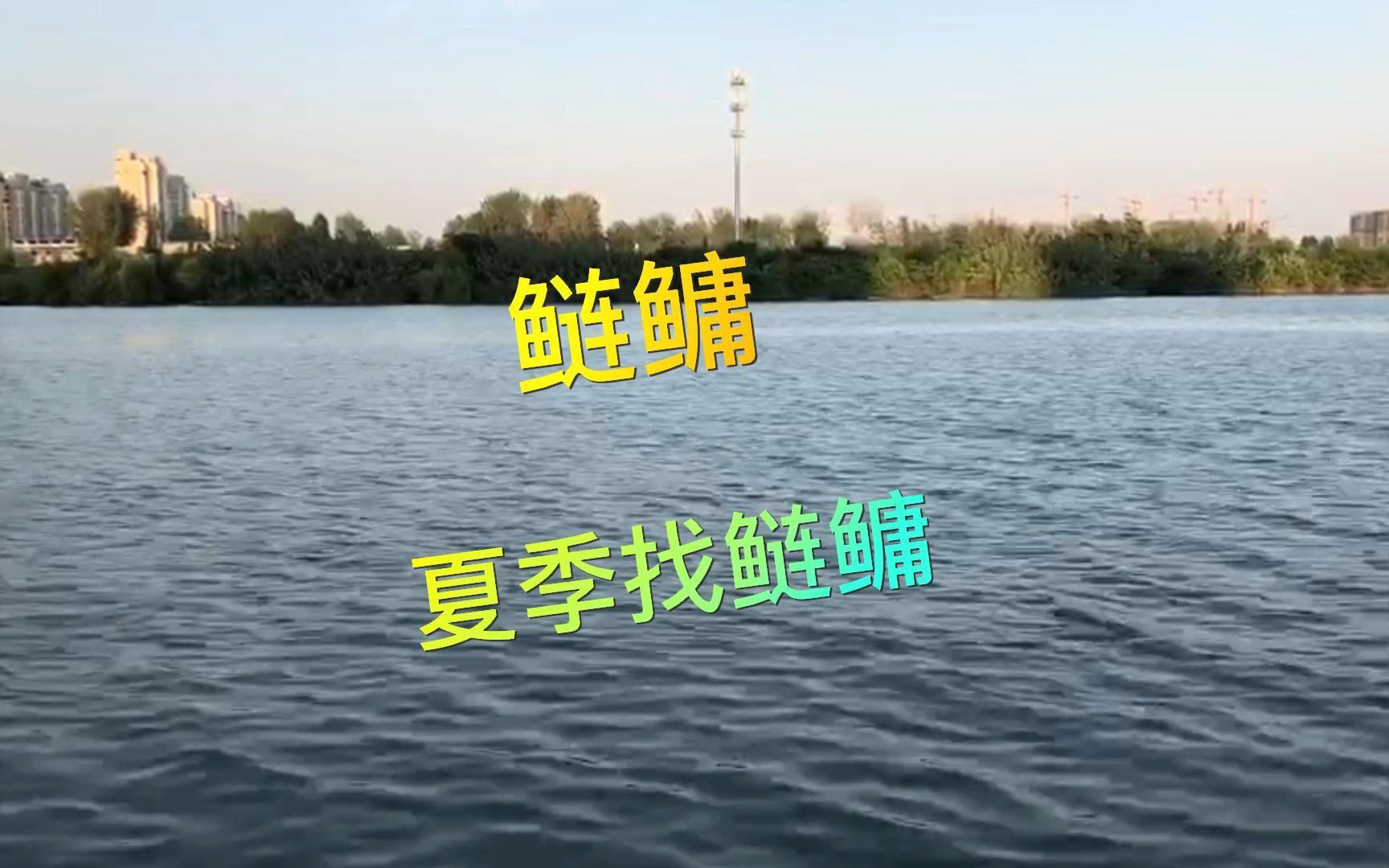 如何找鲢鳙分辨鲢鳙和翘嘴水花,抽频率打窝诱鱼不如找鲢鳙哔哩哔哩bilibili