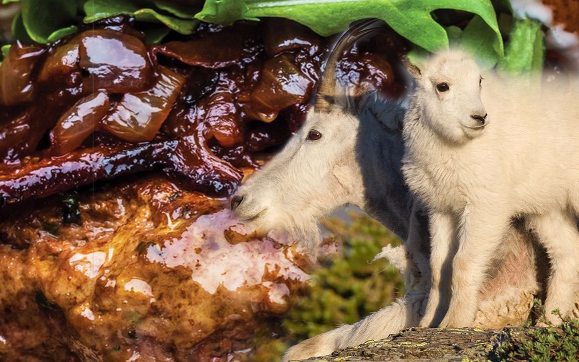 澳大利亚山羊泛滥大量鲜肉被射杀中国网友不吃烧烤羊肉吗