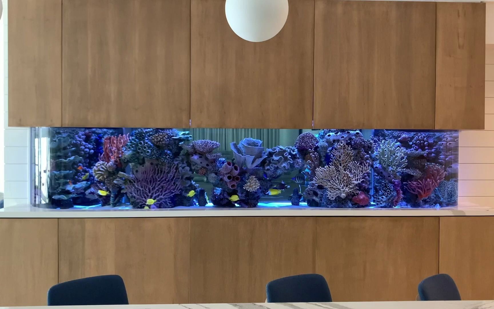 4000升水体的巨型亚克力纯鱼缸居然还可以这么好看