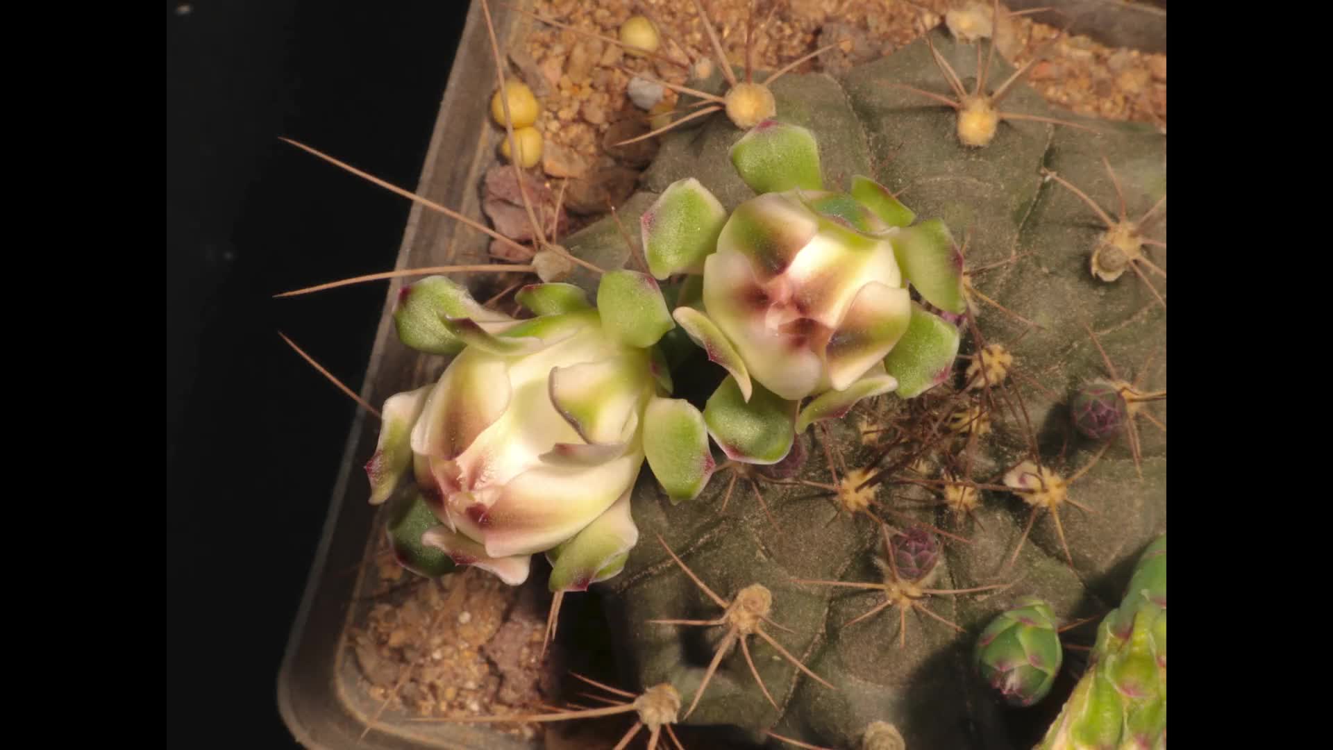 翠晃冠仙人球开花