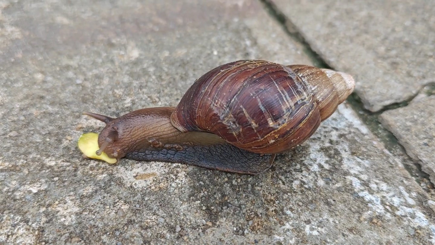 非洲大蜗牛(褐云滑胚玛瑙螺)超绝进食