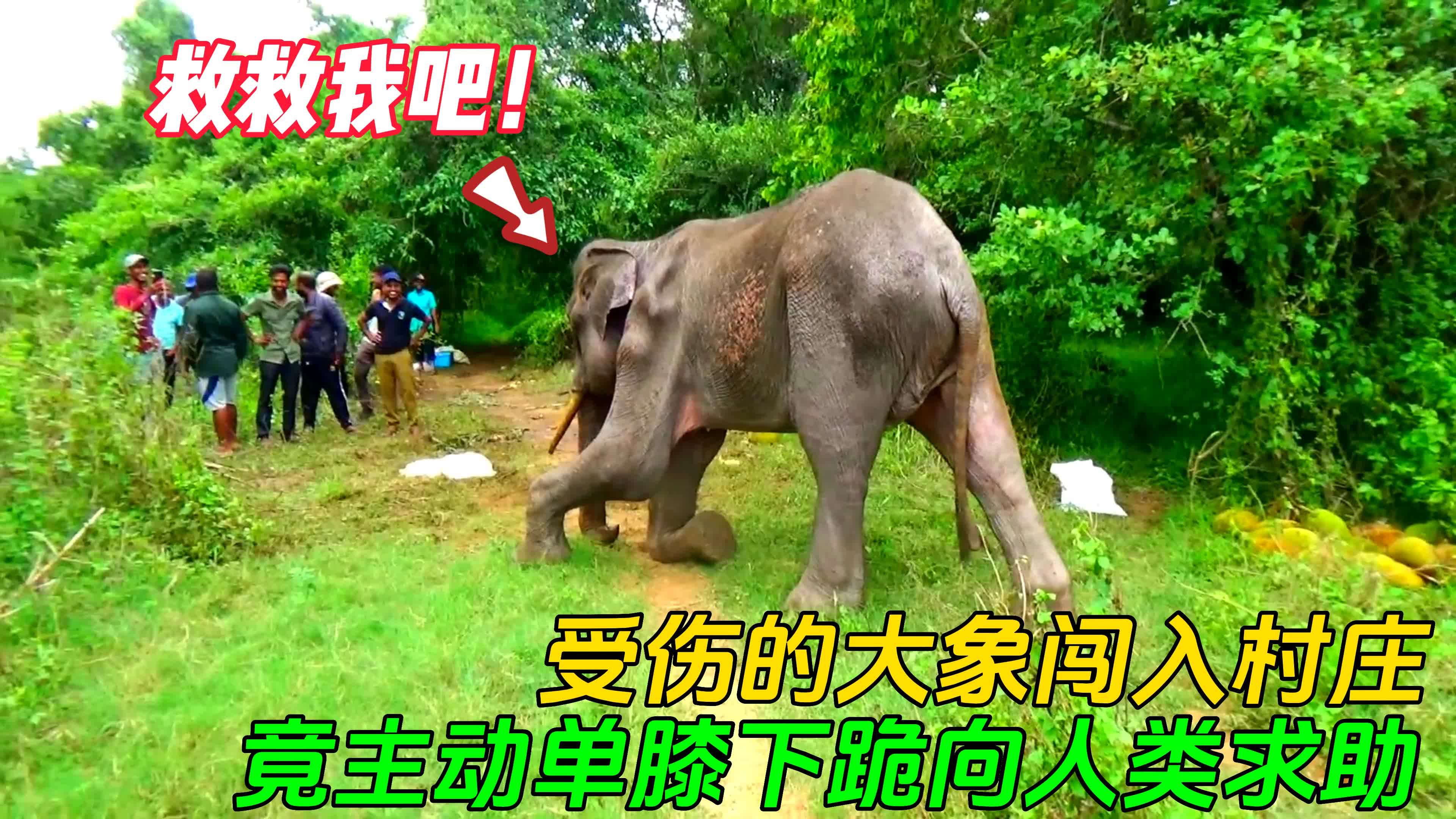 受伤的大象突然闯入村庄,竟主动下跪向村民们求助,结局特别暖心
