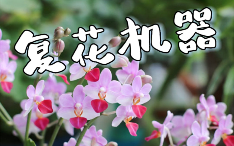 50朵花𐟌𘶦 𙨊𑥉‘|刘氏天使蝴蝶兰 附养护方法哔哩哔哩bilibili