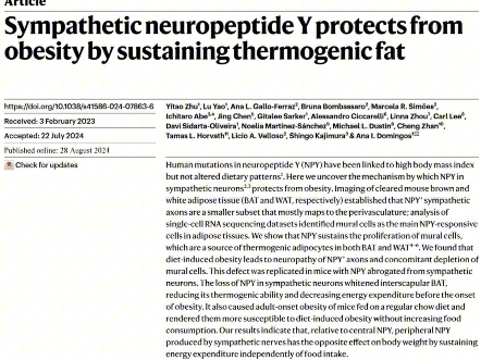 CNS速递:交感神经肽与体重调节哔哩哔哩bilibili