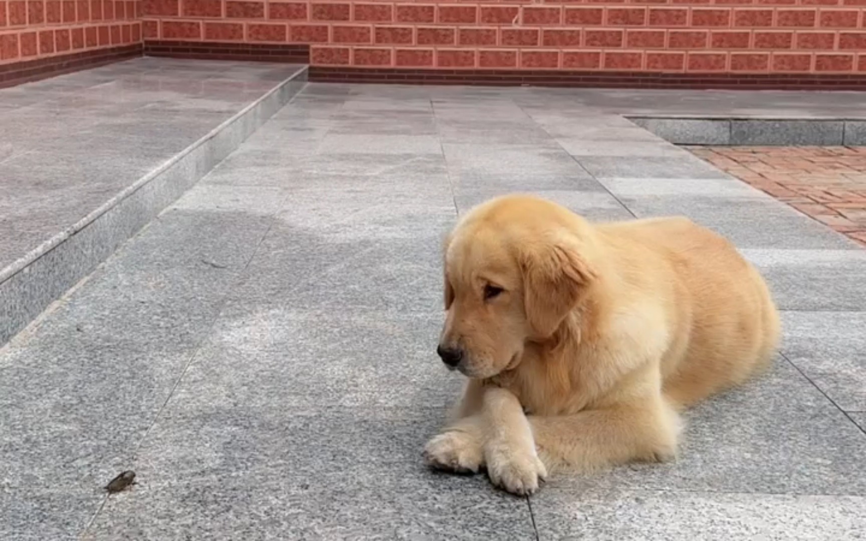 "赛级金毛 "双血统金毛犬 "金毛宠物日常生活视频 坐等美食9797