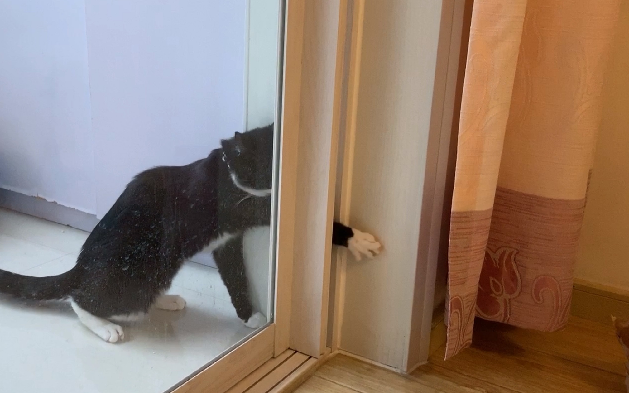 睡觉醒来,暴躁警长猫怒扒门