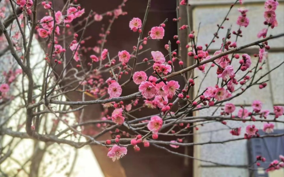 [图]春天到了，我想在春风到来之前扑进你的怀里，那就让我们在这繁华似锦的美好中相遇吧！