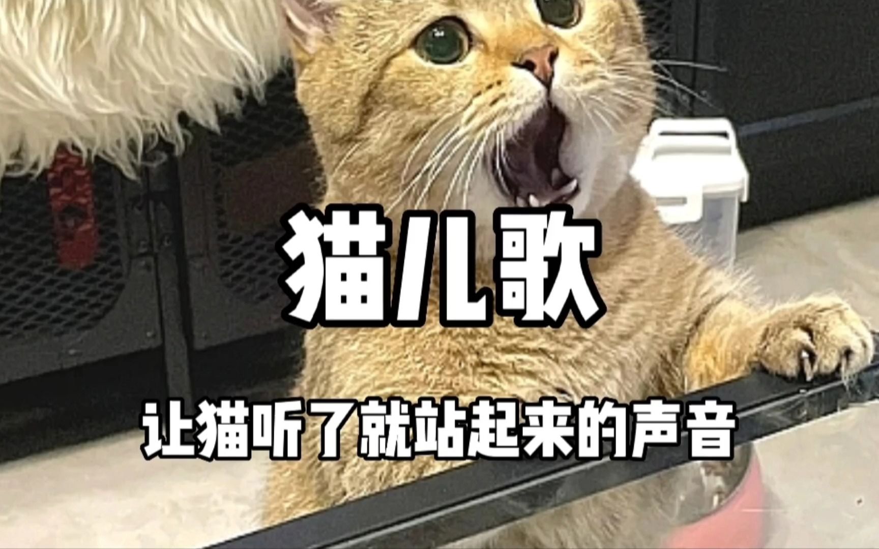 [图]99%的猫听了这个音乐都会站立 快看看你家猫什么反应