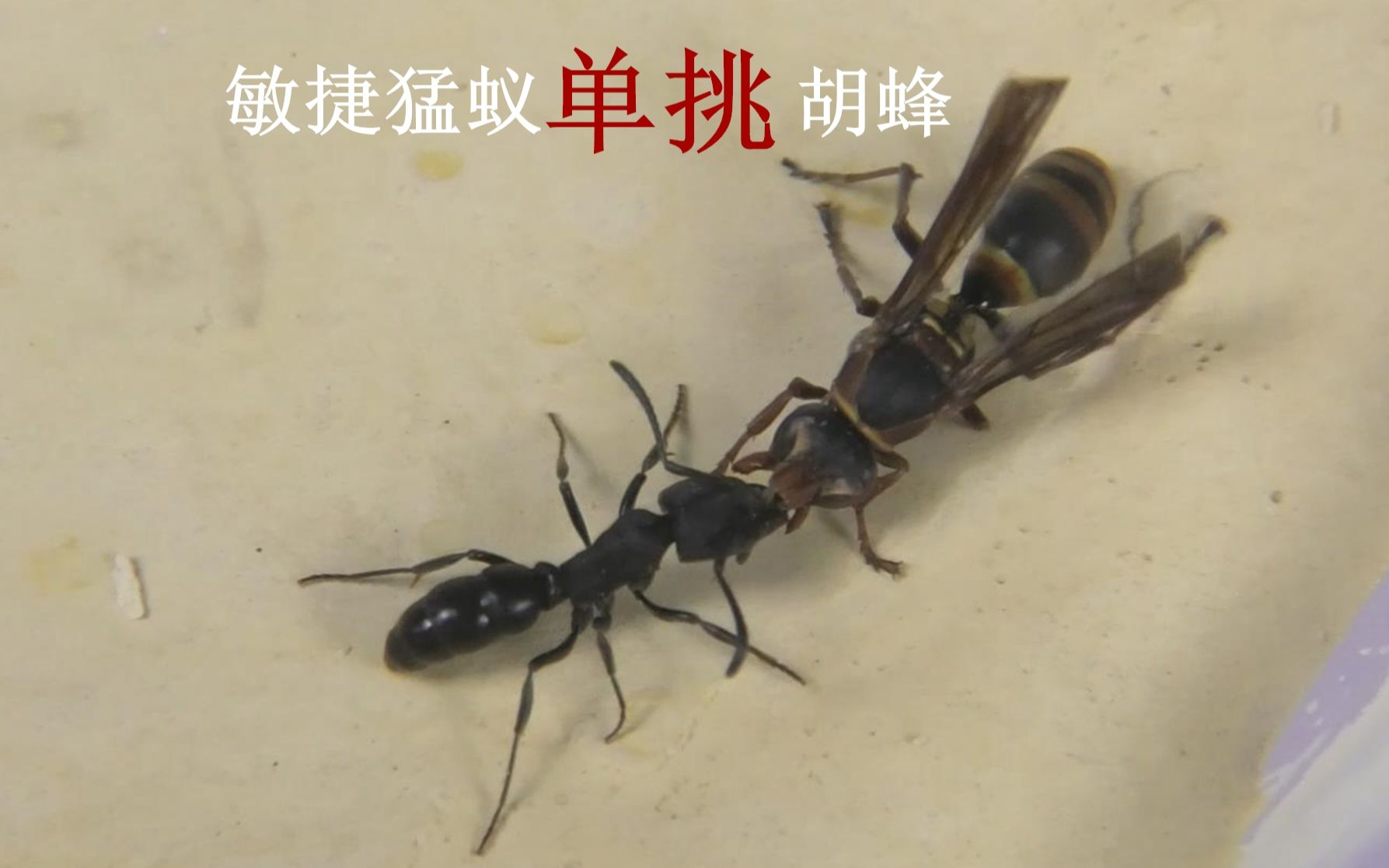 敏捷扁头猛蚁单挑胡蜂结果会怎样