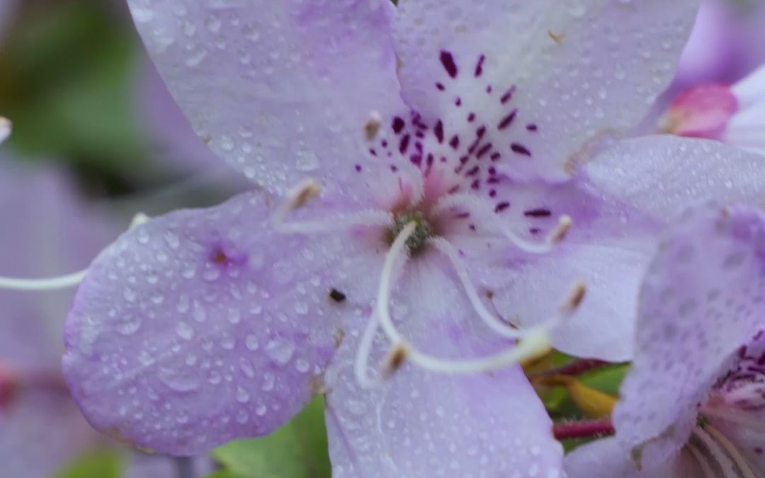 [图]古有杜鹃鸟，日夜哀鸣而咯血，染红遍山的花朵，因此得名杜鹃花