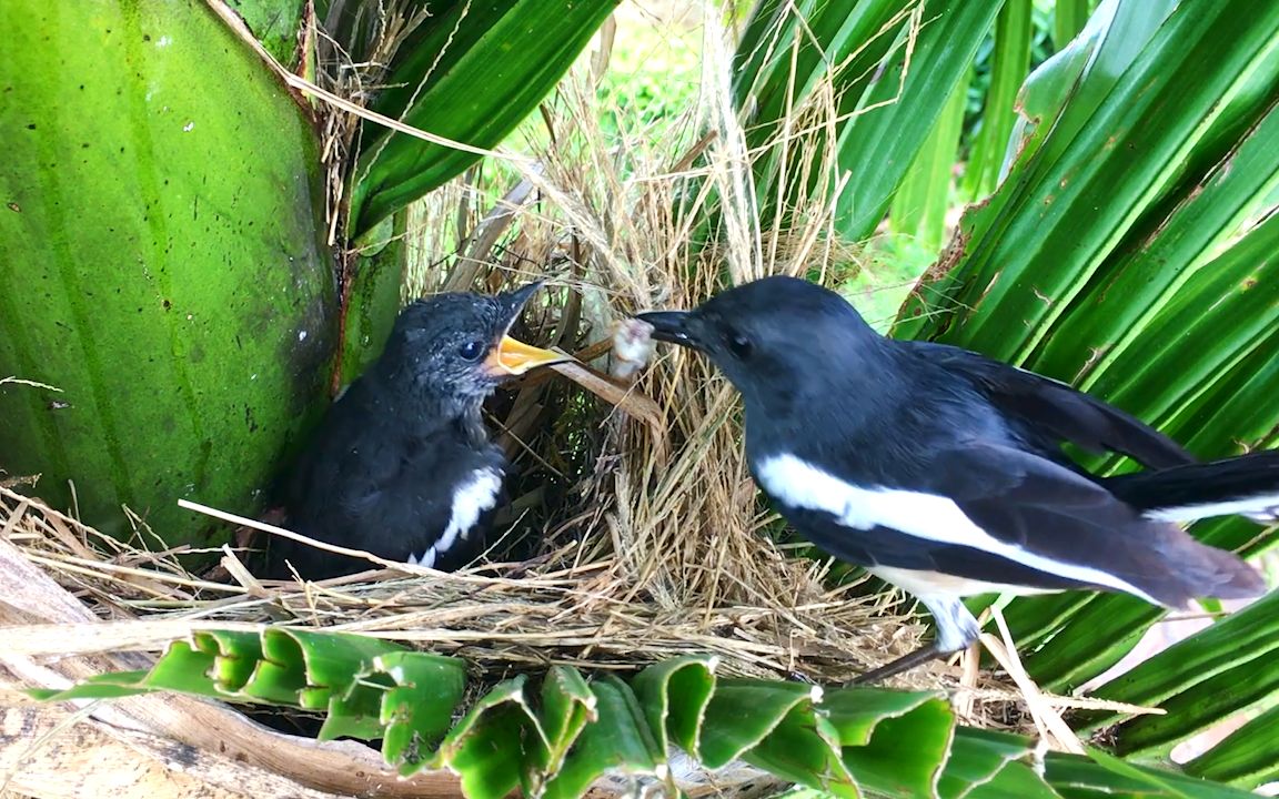 鹊鸲育雏:幼鸟开始煽动翅膀,看来离巢的日子不远了