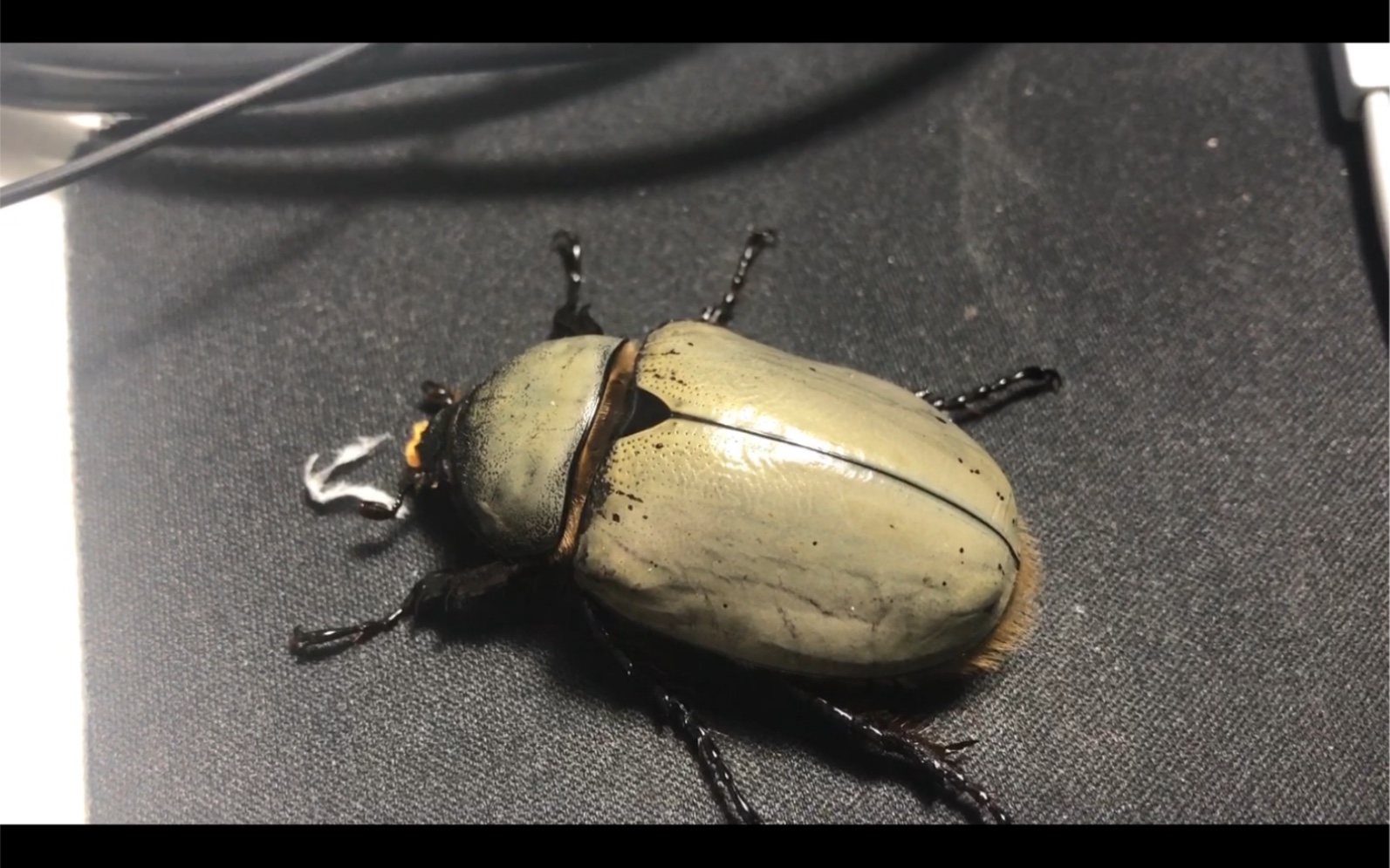 活动  无斑美西白兜母虫