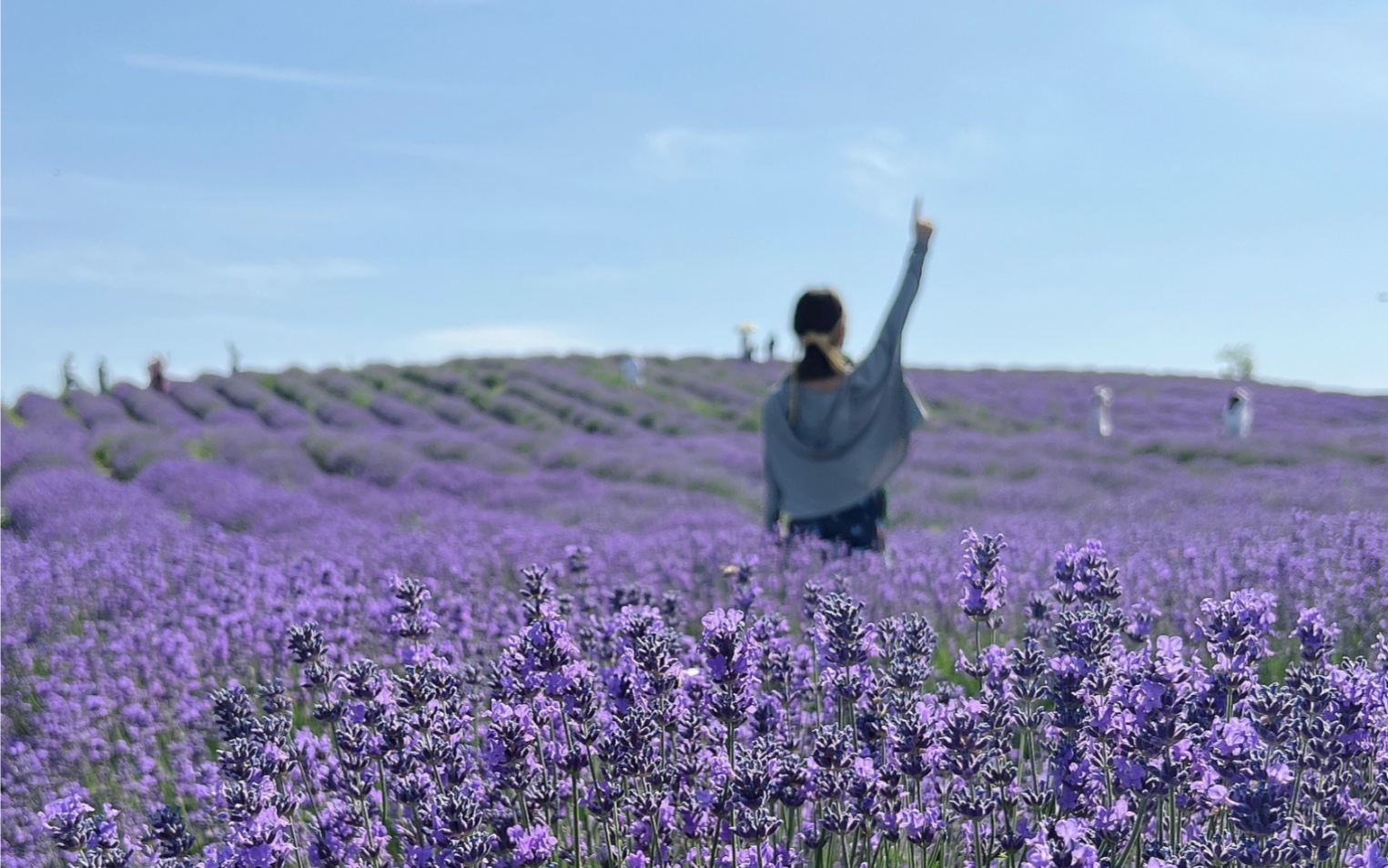 [图]【新疆旅行day1】亚洲最大薰衣草基地and大西洋最后一滴眼泪