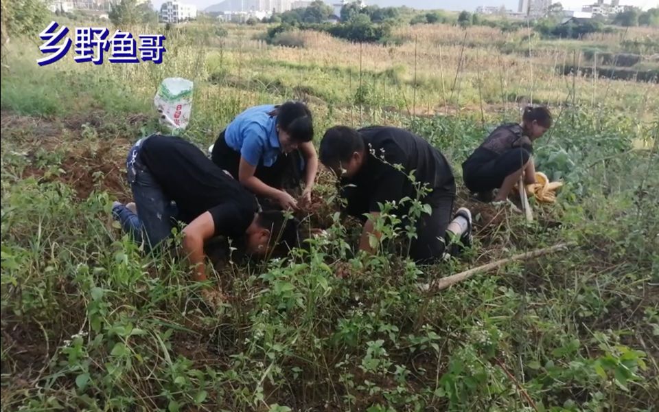 小伙在地里挖花生,挖到一半,发现了什么?连弟弟和弟媳都跑来看哔哩哔哩bilibili