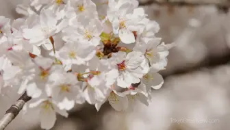 8K - Gongendo Park - Saitama - 権現堂堤