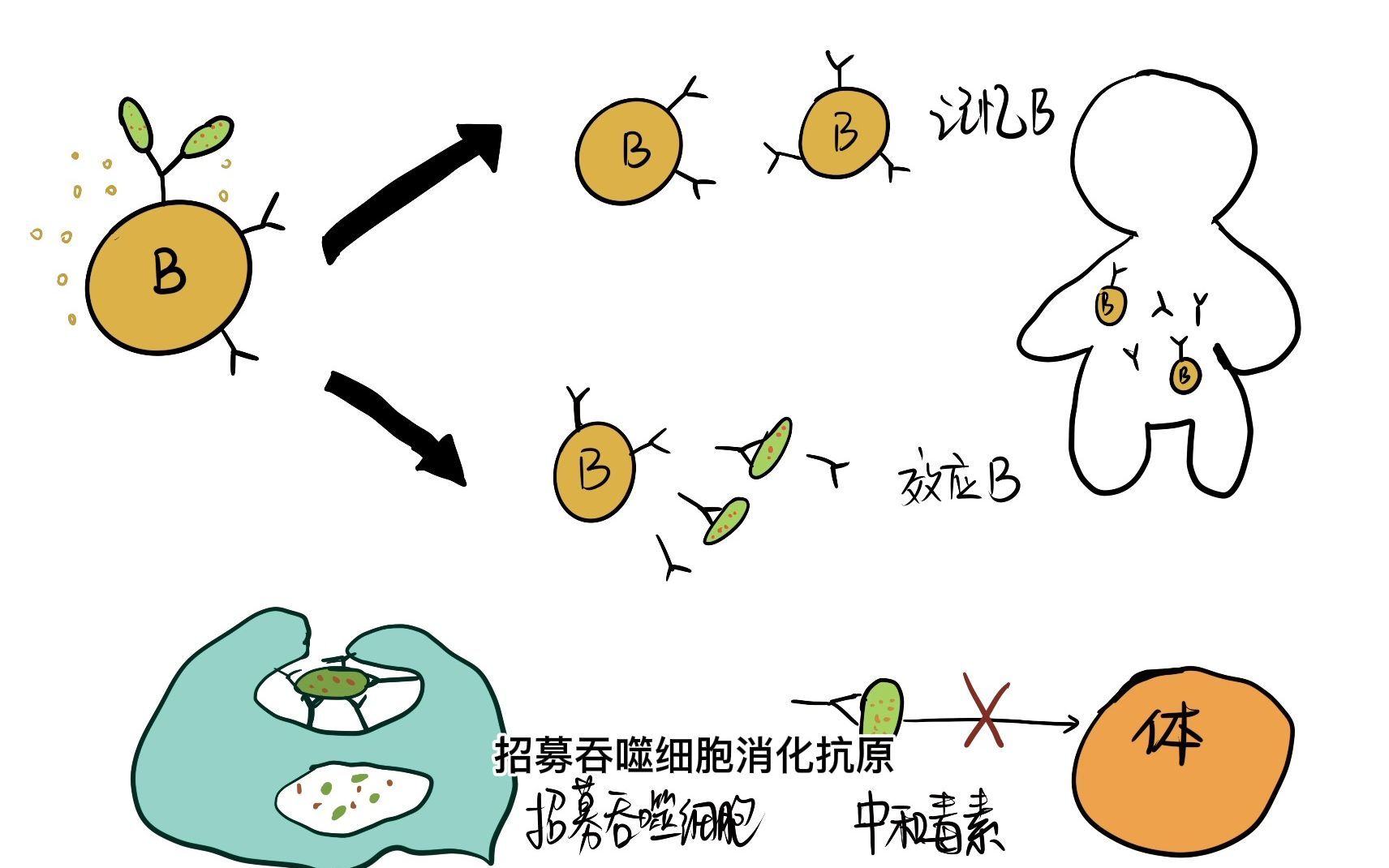 体液免疫过程图解哔哩哔哩bilibili