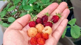给开花的草莓覆盆子授粉 哔哩哔哩 つロ干杯 Bilibili