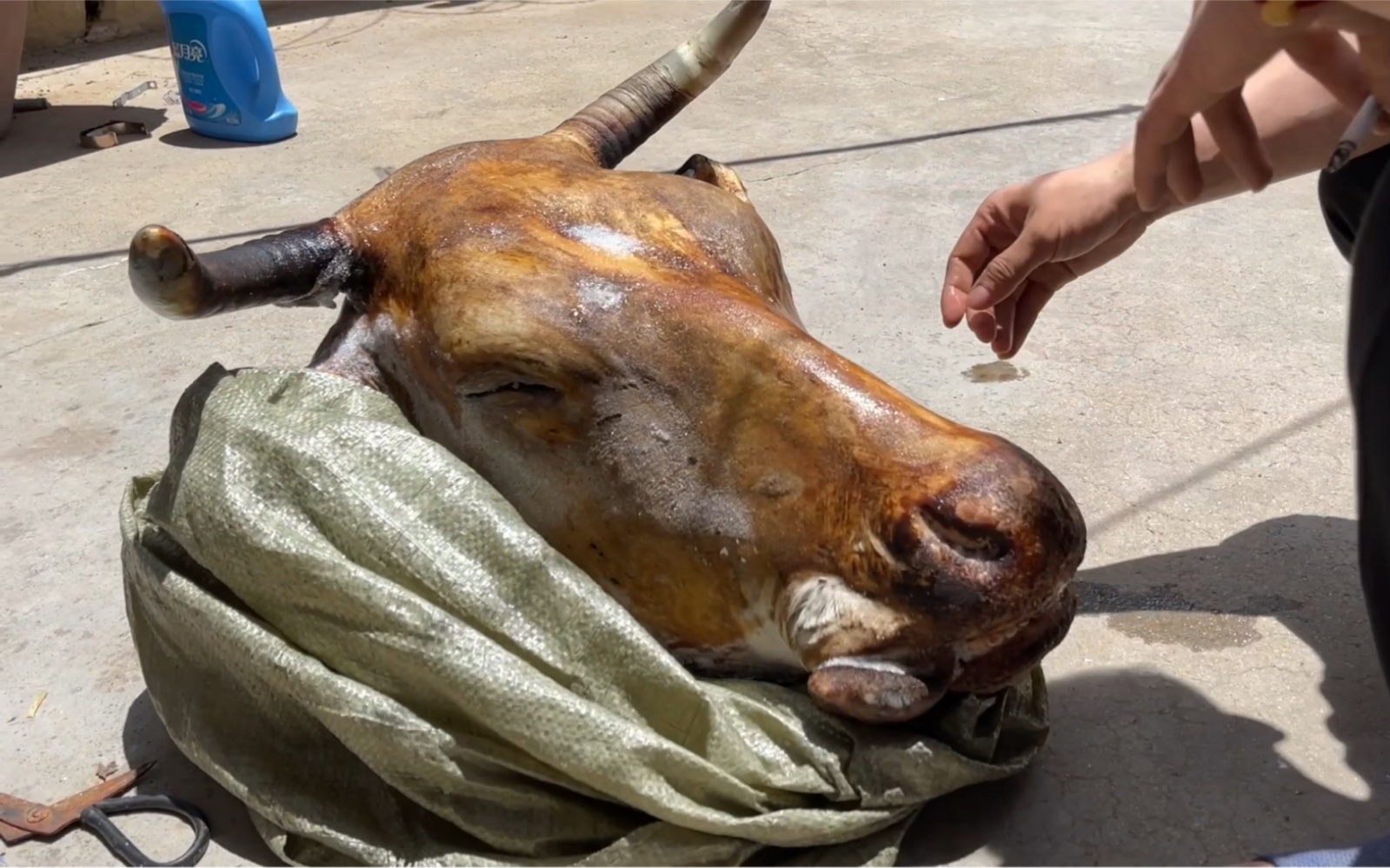 到外地干几万块钱大工程活,临行前买个60斤大牛头庆祝一下,皮肉q弹