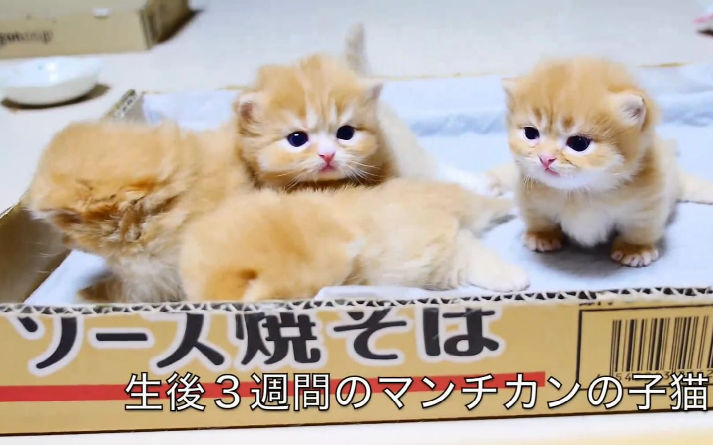 [图]【マンチカンズ】子猫軍団VS大猫軍団 pretty kittens VS big cats