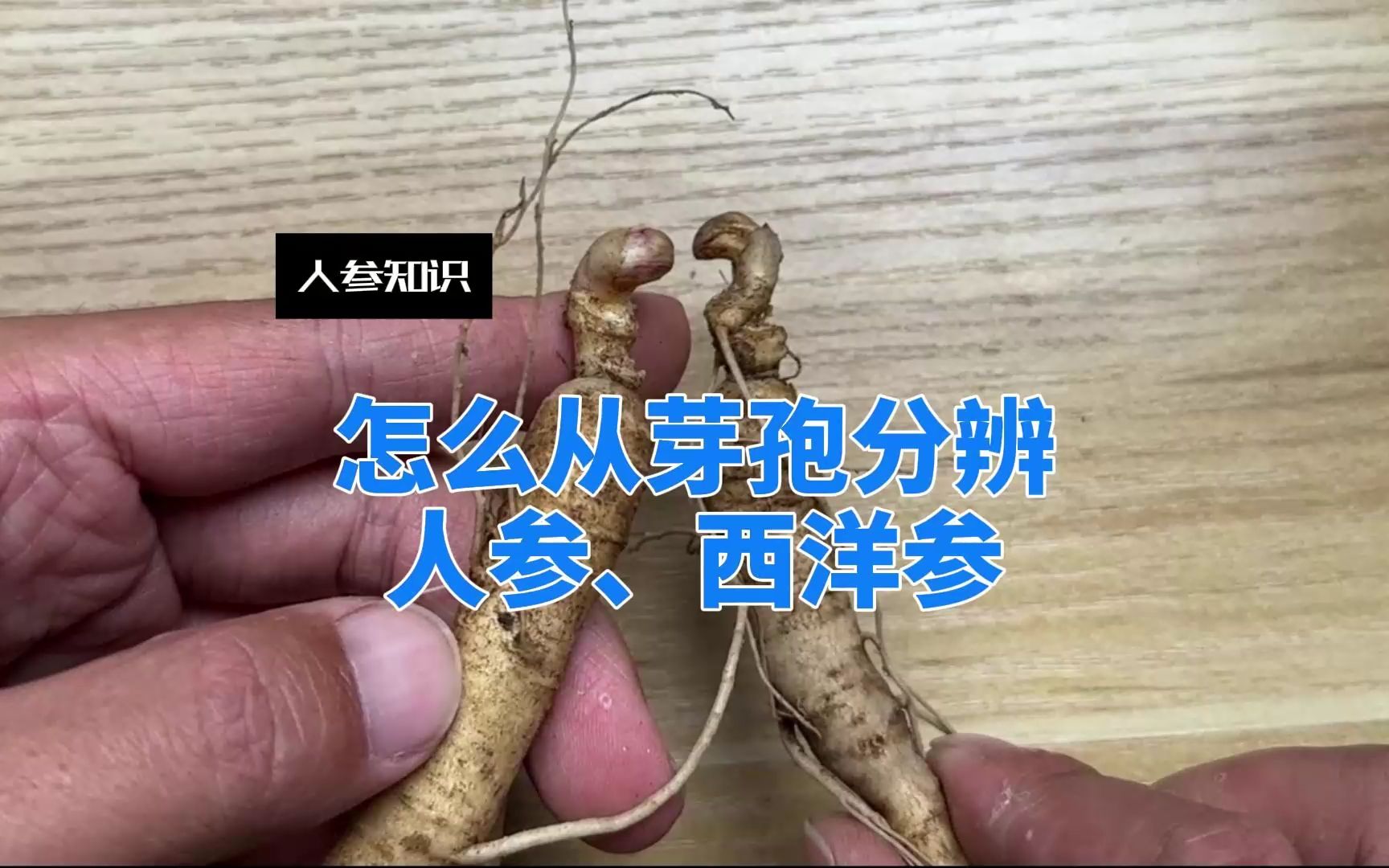 如何分辨人参和西洋参