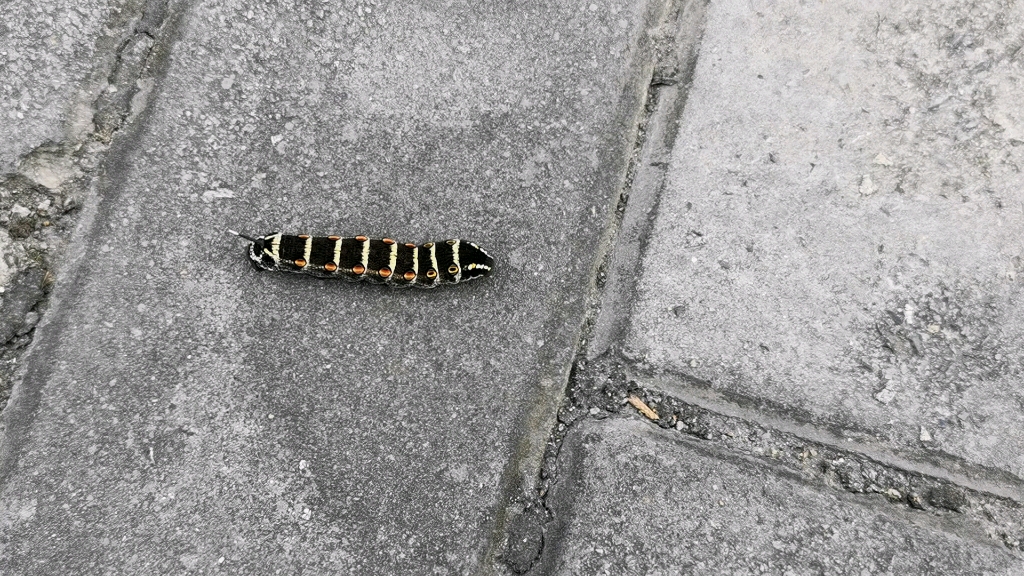 芋双线天蛾幼虫_哔哩哔哩 (゜-゜)つロ 干杯~-bilibili