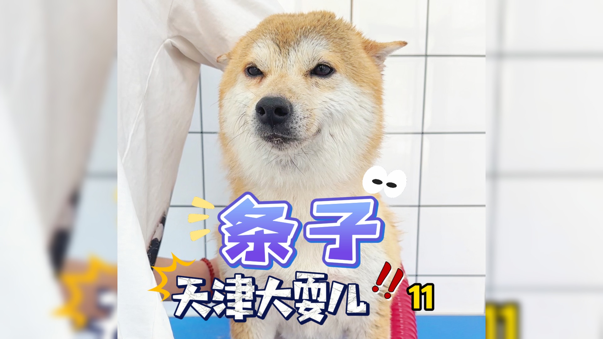 天津咬人柴犬"条子" 洗澡,梳毛,换人试探.