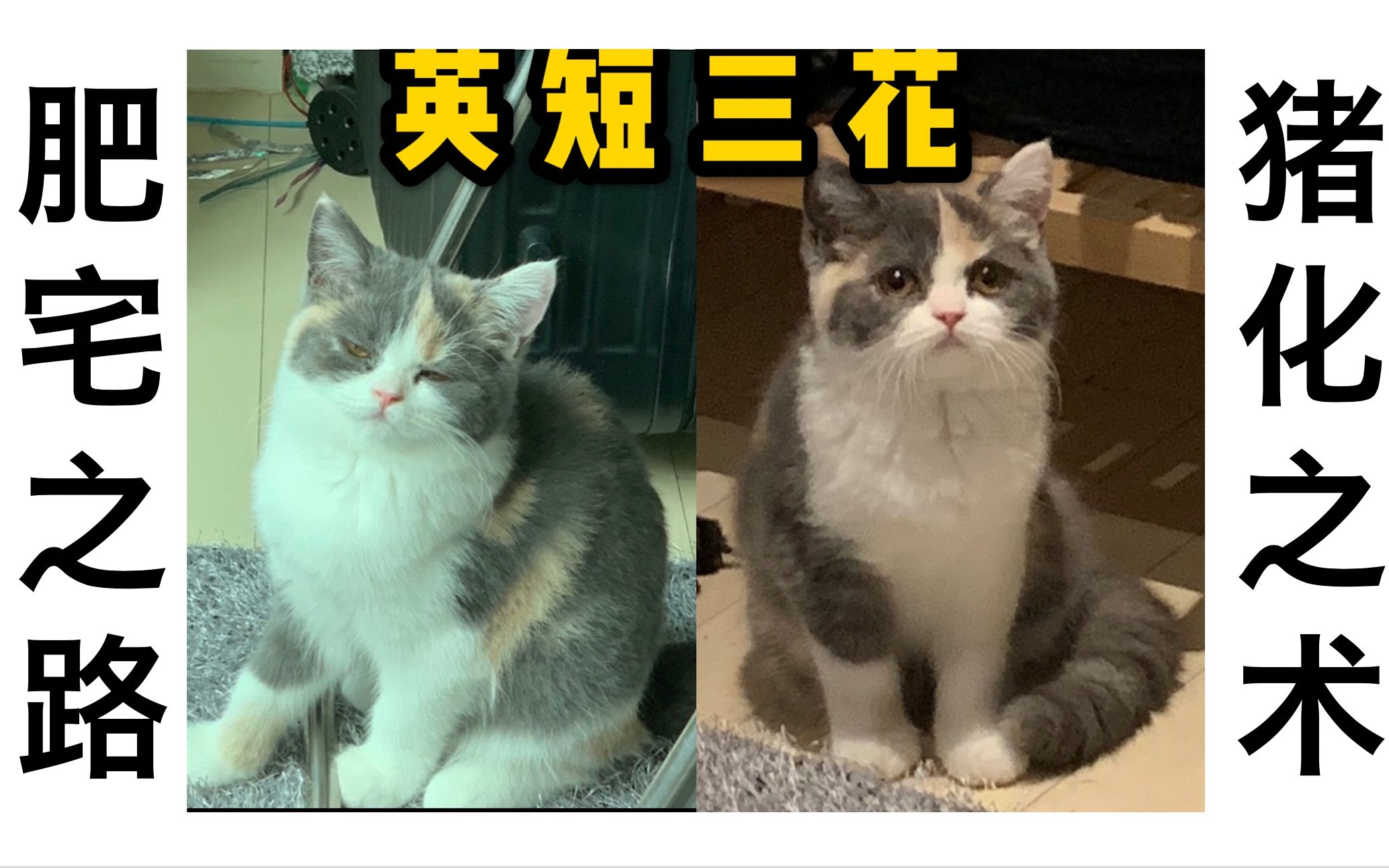 【英短三花】从扭捏小猫咪到肥宅胖猫|女孩子怎么可以这样呢!哔哩哔哩bilibili