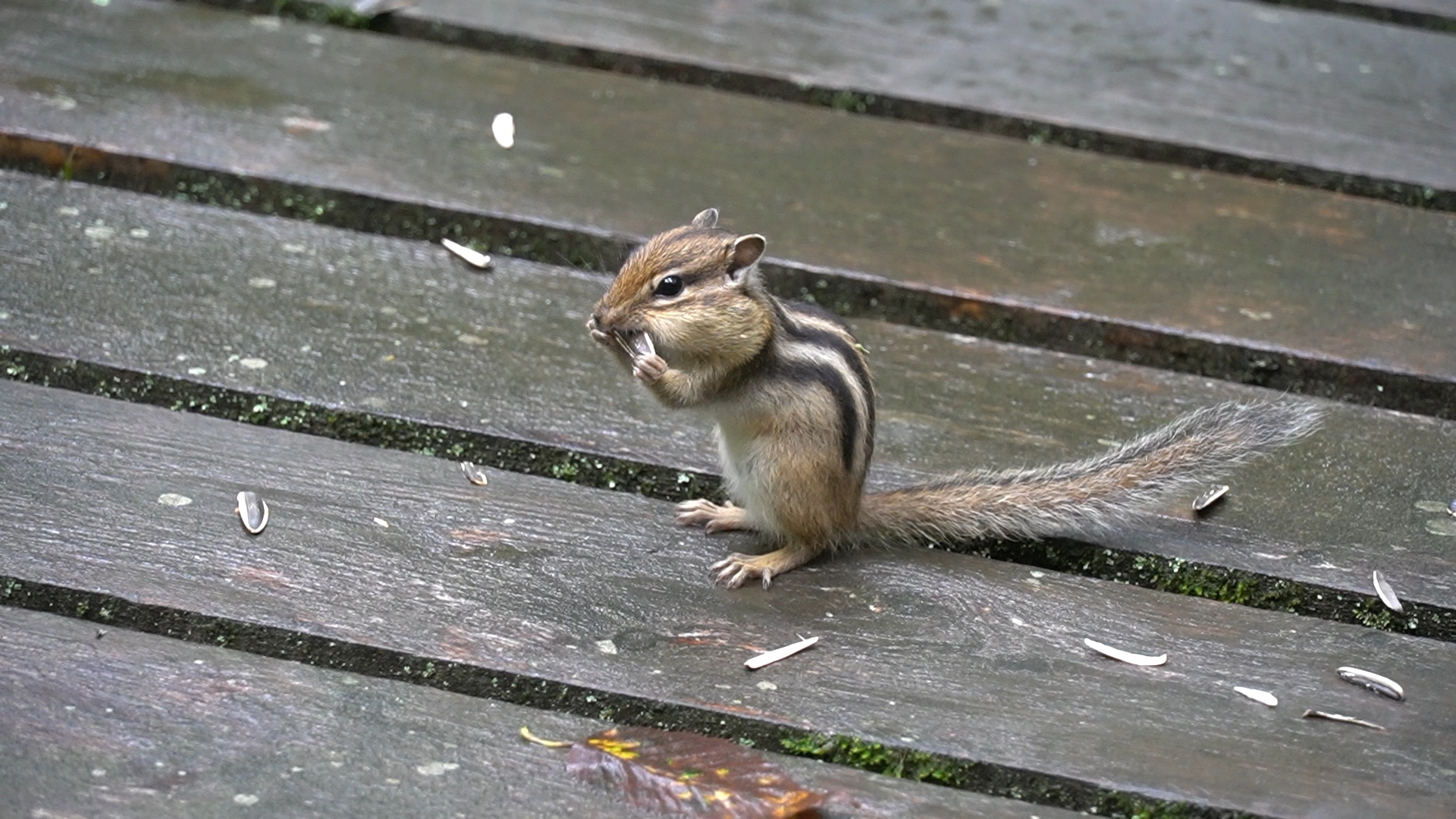 小松鼠好可爱0606