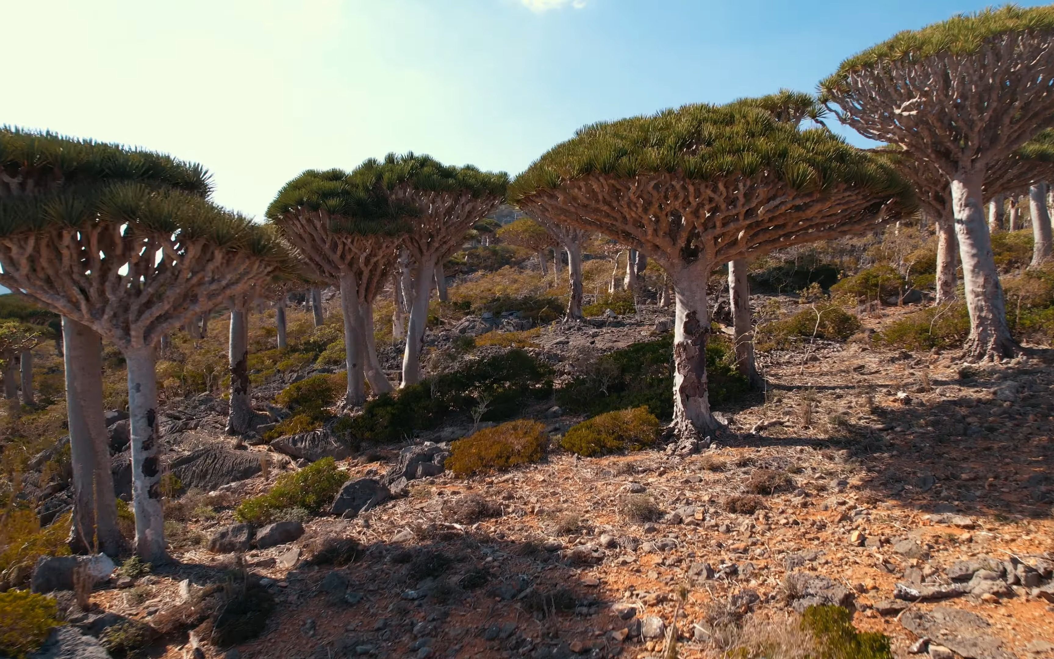 【世界】也门·索科特拉岛socotra archipelago-地球上最像外星的地方