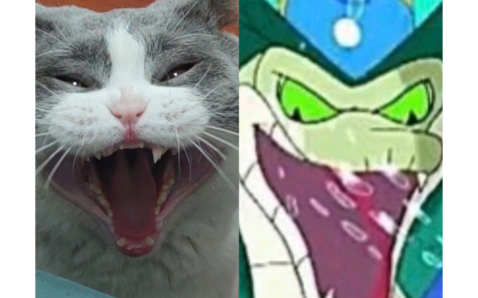 缺牙巴癞皮蛇猫猫