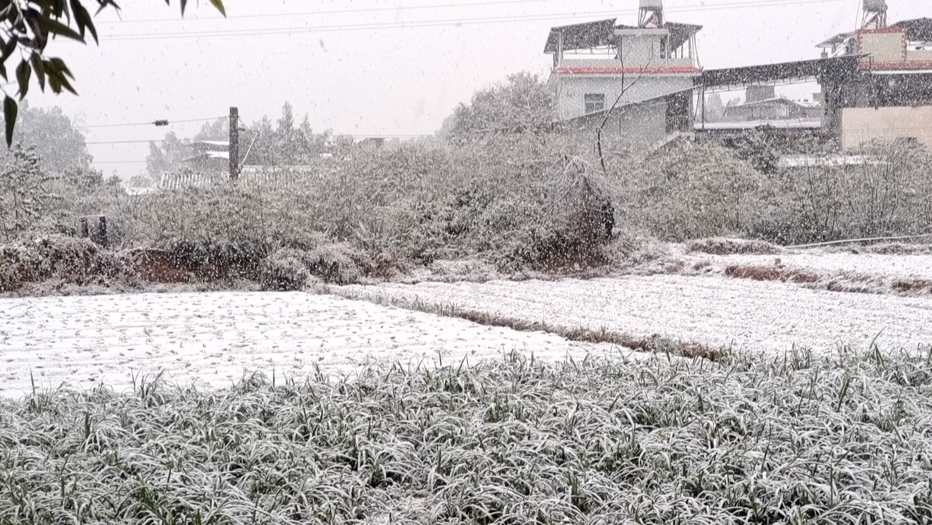 2022年2月22日,云南大范围降雪50年没下雪的热坝元谋下雪不种地的打雪仗,种地的和雪打仗哔哩哔哩bilibili